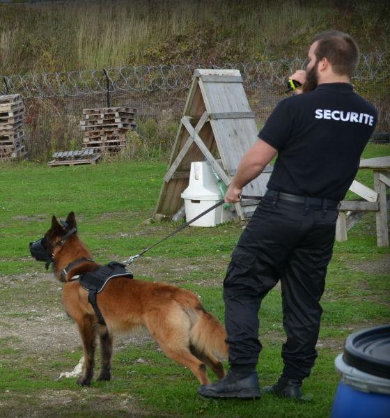 un maitre chien entraine son chien de garde