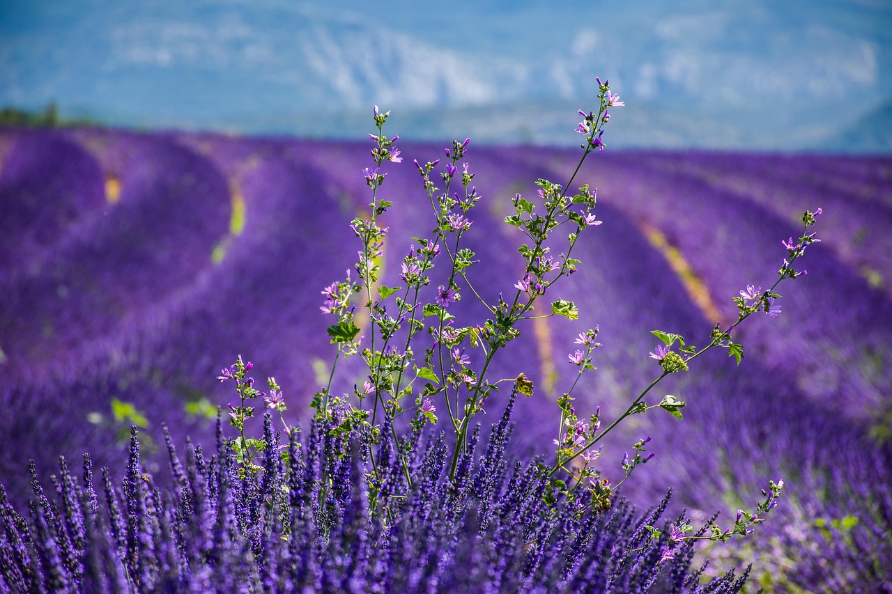 La Provence